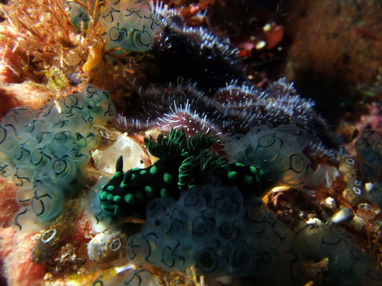 Nembrotha cristata